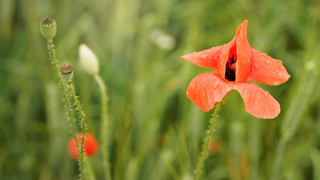 Bright red poppy flower petals wet from rain growing in green field of unripe wheat closeup detail