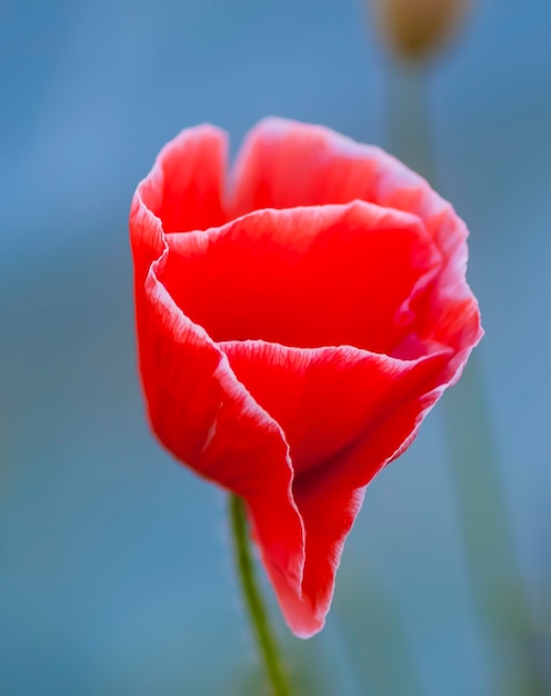 Bright red poppy flower