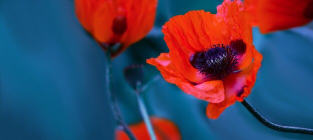 Photo bright red poppy flowers in a spring field on nature on a blue wall with soft focus, macro. artistic photo with soft bokeh in blue tinting, banner with space for text. wallpaper.