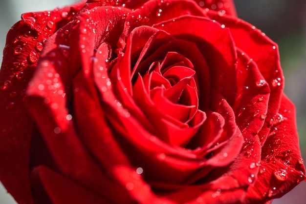 bright red rose in drops of water