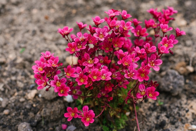 Bright red Saxifraga flowers in spring in the garden closeup