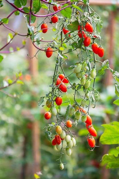 Bright red tomatoes on many trees in the garden.