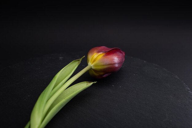 Bright red tulip flower on black background