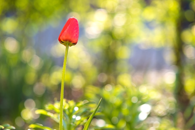 春の庭に生えている真っ赤なチューリップの花。