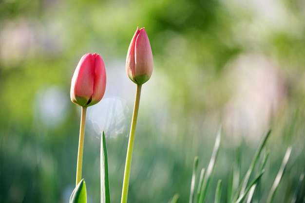 Ярко-красные цветы тюльпана цветут на клумбе под открытым небом в солнечный весенний день
