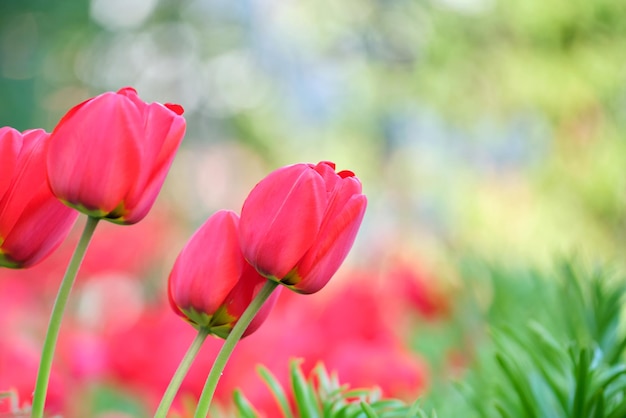 Bright red tulip flowers blooming on outdoor flowerbed on sunny spring day