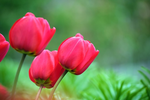 Bright red tulip flowers blooming on outdoor flowerbed on sunny spring day