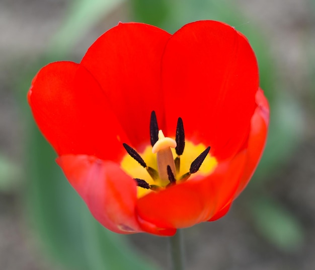 Bright red tulip growing in spring close up