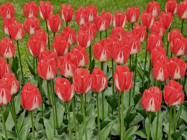 Bright red tulips against the background of green grass on a summer day in a festive parkSpring flowers Floral Gardening conceptScarlet terry tulips sunny weather