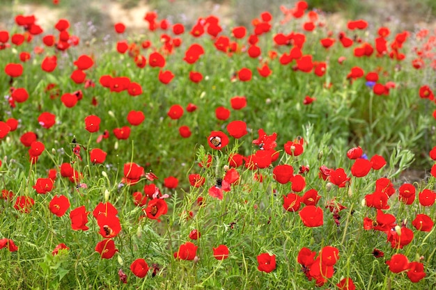 Bright red tulips in the middle of spring