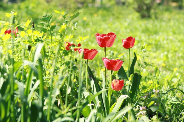 Bright red tulips in spring Flowers among greenery on a sunny day