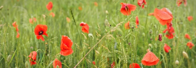 Bright red wild poppies growing in field of green unripe wheat