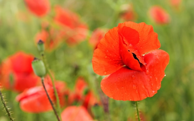 Bright red wild poppies growing in green field, closeup detail, only flower bloom head with rain water drops in focus.