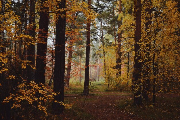 Bright red and yellow tree leaves and tree trunks in the autumn forest