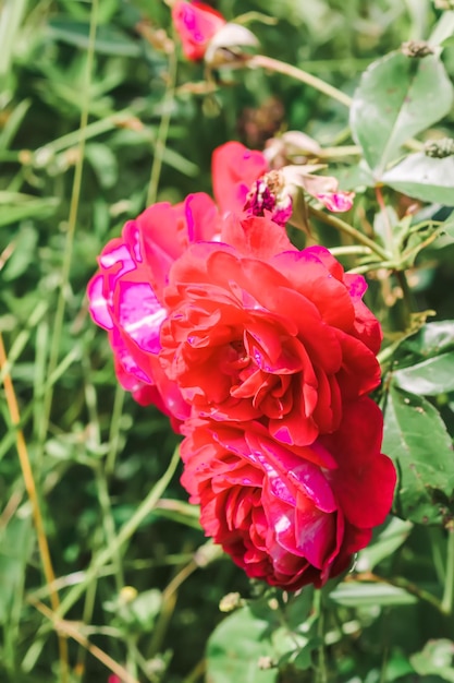 Bright rose flowers in sunlight