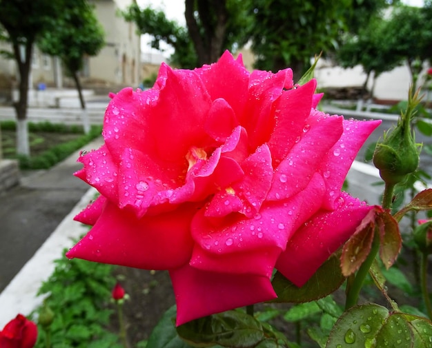 Bright rose in the park after the rain