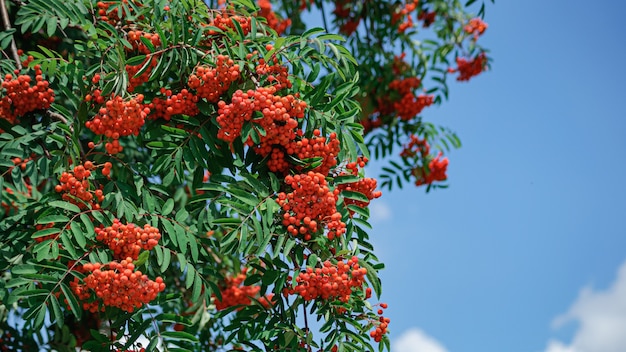 bright rowan berries on a branch