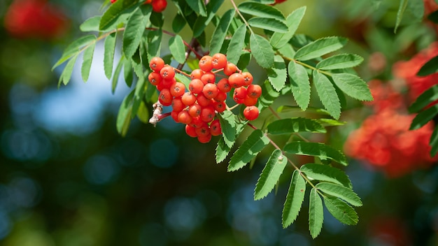 bright rowan berries on a branch