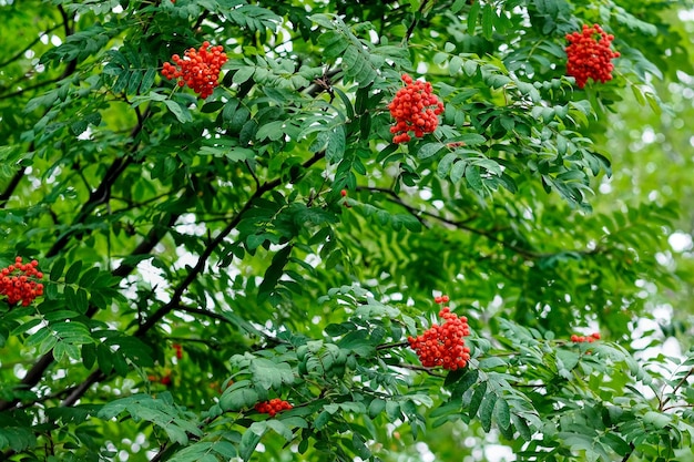 木の上の明るいナナカマドの果実。木の枝に赤いナナカマドの果実、熟したナナカマドの果実のクローズアップと緑の葉。