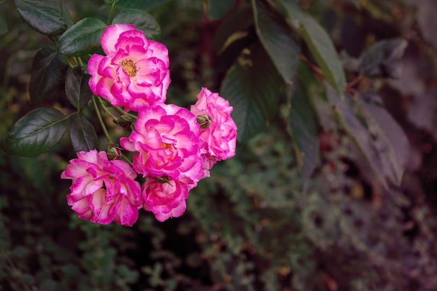 Яркие насыщенные розовые розы в саду. Тонировка.