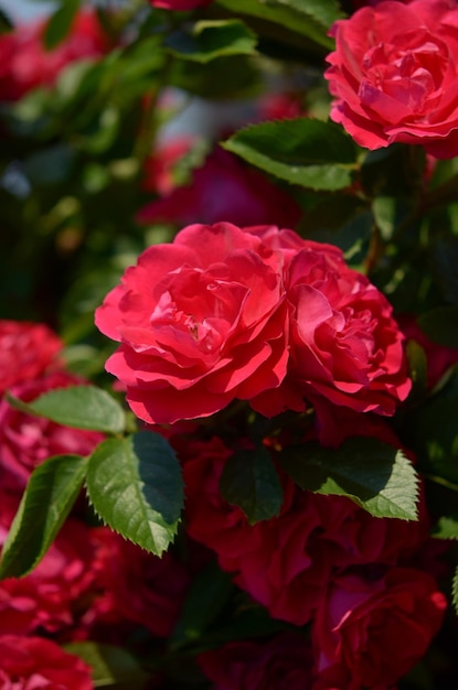 bright shrub with red beautiful flowers crimson roses in the garden