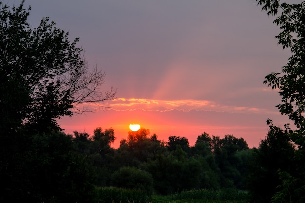 Bright solar disk over a trees at sunrise