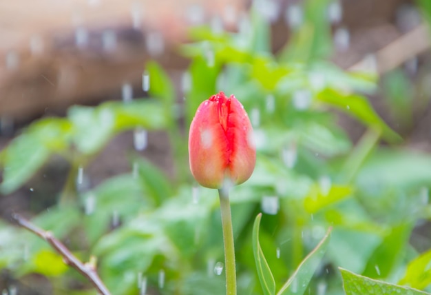 Bright spring day tulip flower in the rain closeup