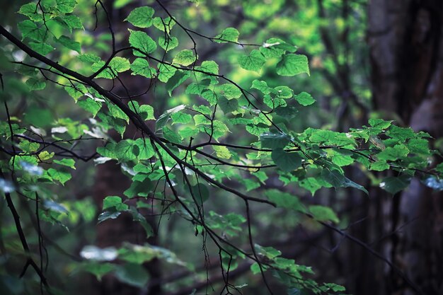 Bright spring greens at dawn in the forest. Nature comes to life in early spring.