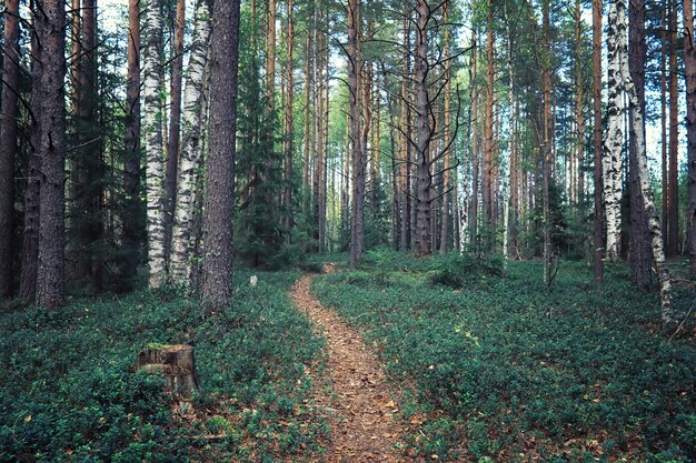 Bright spring greens at dawn in the forest. Nature comes to life in early spring.