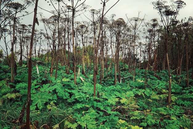 Bright spring greens at dawn in the forest. Nature comes to life in early spring.