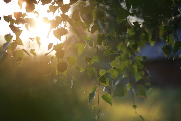 Verdi primaverili luminosi all'alba nella foresta. la natura prende vita all'inizio della primavera.