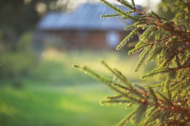 Verdi primaverili luminosi all'alba nella foresta. la natura prende vita all'inizio della primavera.