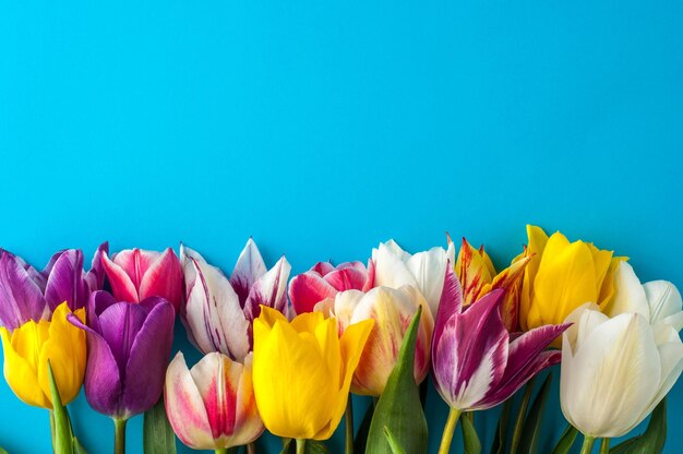 Bright spring of multicolored tulips