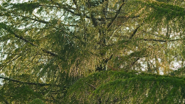 Bright spring sun evergreen christmas tree branches covered with rain drops sunny day after rain