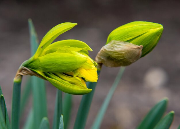 Foto brillante primavera tenero giallo fiorito narcisi close-up