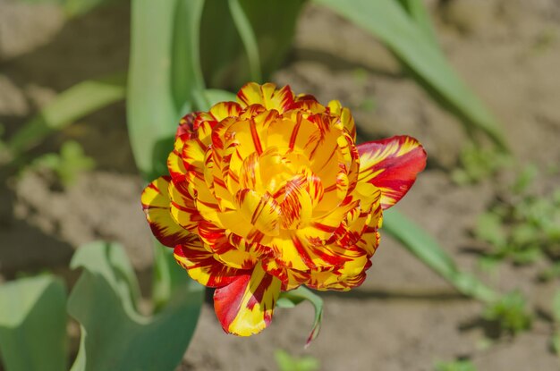 花びらの明るい縞模様の縞模様のチューリップが付いている春の庭ゴールデン