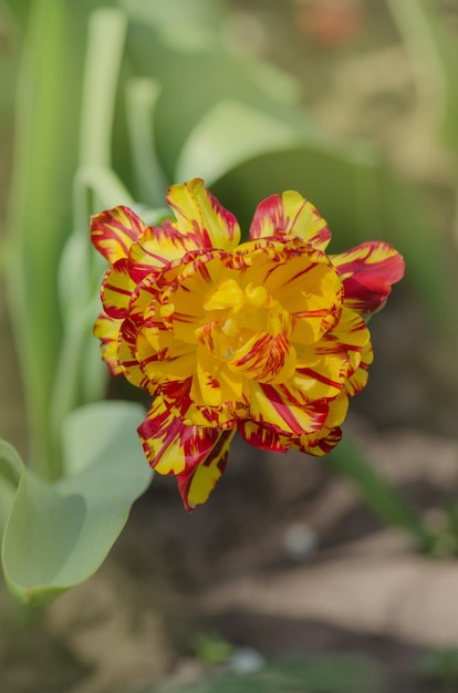 Bright stripes on petal Spring garden with striped tulips Golden