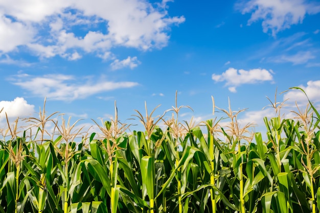 Яркий летний день и пейзажная фотосъемка кукурузных плантаций