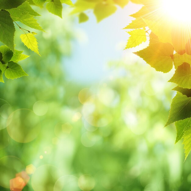 Bright summer day in the forest environmental backgrounds