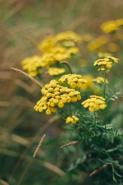 明るく夏の花と植物の写真