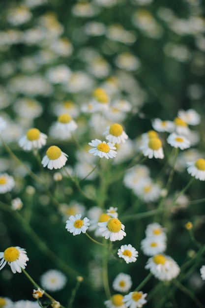 明るく夏の花と植物の写真