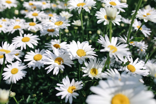 明るく夏の花と植物の写真