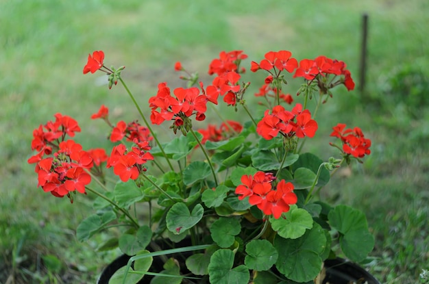 庭で育つ明るい夏の花