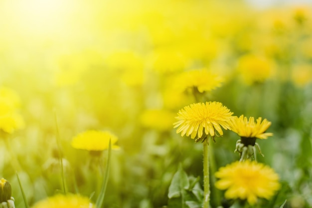 Photo bright summer horizontal background banner dandelions with sunlight on green grass