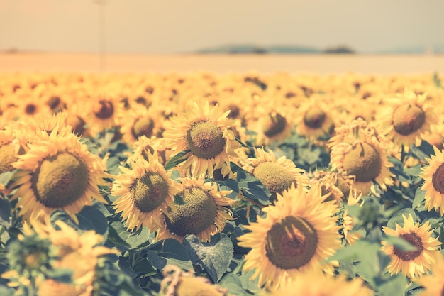 Bright Summer Sunflowers Field. Horizontal filtered shot