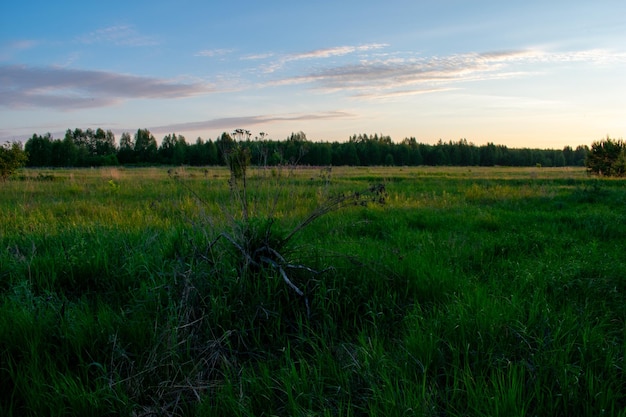 Bright summer sunrise in the field