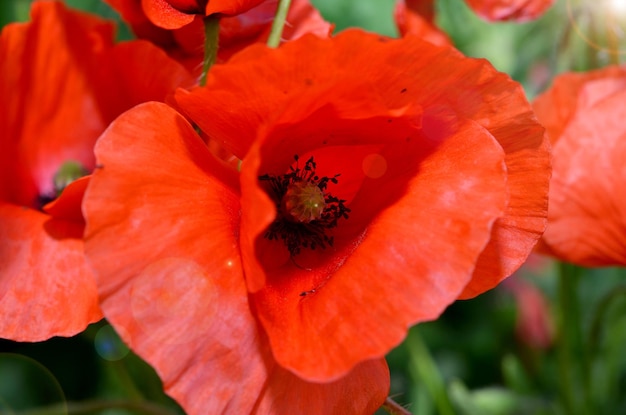 bright summer wildflowers red poppies close up