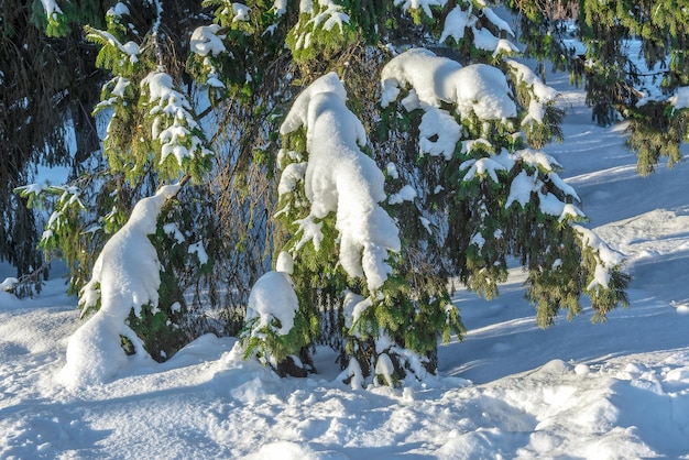 The bright sun illuminates the branches of the spruce covered with snow. Winter forest