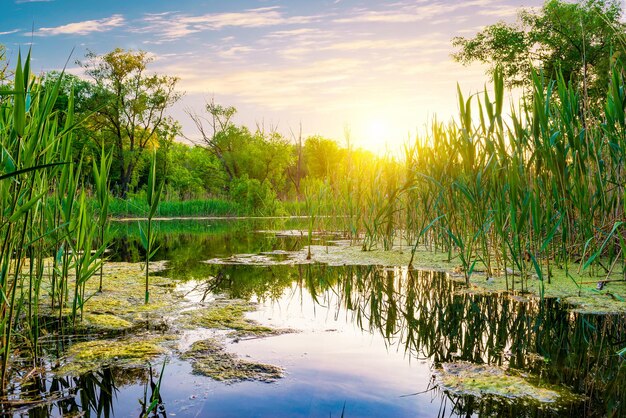 해질녘 숲의 연못 위에 밝은 태양