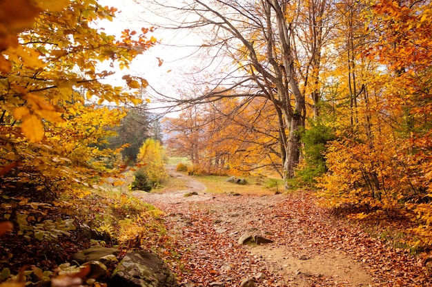 The bright sun rises over the hill in the autumn forest